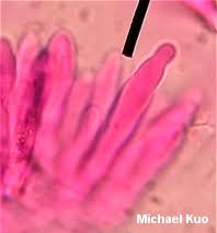 Image result for Marasmius siccus