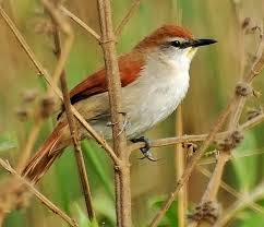 Image result for Coccinia senensis