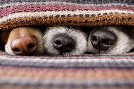 Dog food brands to avoid. Best And Worst Dog Food Brands 2021 Which