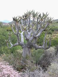 Image result for Aloidendron