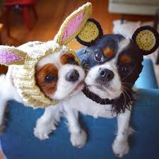 Jack Rabbit Zoo Snood Dog Snood Dog Halloween Costumes Dog Halloween