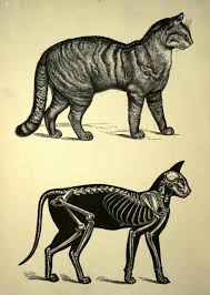 Signs Your Cat Has A Healthy Upper Body Cat Skeleton Cat Anatomy Cat Art