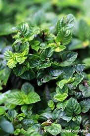 Image result for Platostoma sp. no. 2