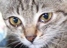 Ruyada Aglayan Kedi Gormek Ruyandagor Com
