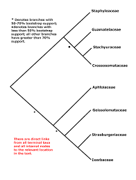 Image result for Aphloiaceae