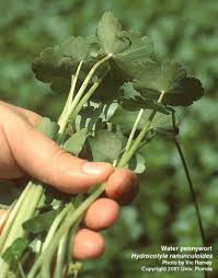 Image result for Hydrothauma manicatum