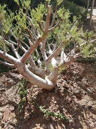 Image result for Commiphora caerulea