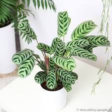 Image result for Ktenante Ctenanthe