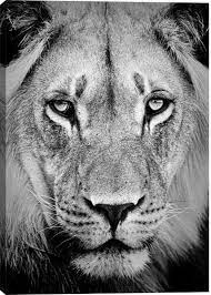 Lion Portrait Animal Canvas Wall Art Print Animal Canvas Animal Photography Animals