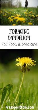 Pin On Foraging And Wild Edibles