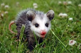 I found an orphan baby possum in a neighborhood full of cats, so i decided to see if i could tame it so it could live with me for a. Do Baby Possums Play Dead My Backyard Life