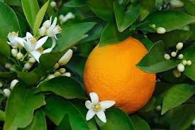 نتيجة بحث الصور عن شجرة برتقال