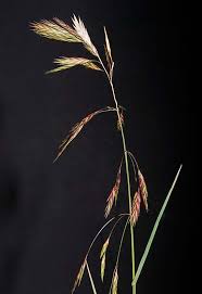 Image result for Bromus catharticus