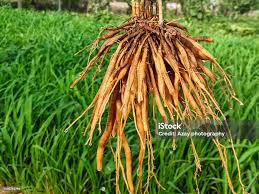 Image result for Asparagus radiatus