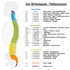 Innerer körperteil has rating 2 out of 5 with 1 votes. Ruckgrat Reflexzonen Diagramm Mit Genauer Beschreibung Der Entsprechenden Fototapete Fototapeten Vektor Weissem Hintergrund Reflex Myloview De