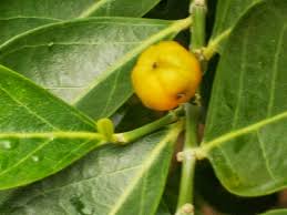 Image result for Suregada procera