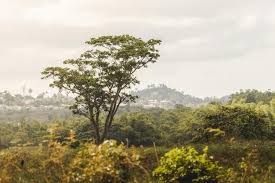 Image result for Milicia excelsa