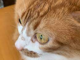 I'm new here and have been having a pretty rubbish time over the last 8 months. This Dark Spot Appeared On Her Nose A Couple Of Days Ago It Feels Like A Little Lump And She Does Not Seem Bothered To Have It Touched By Me What Could
