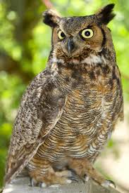 Maybe you would like to learn more about one of these? Owls Dickinson County Conservation Board