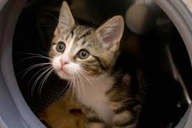 Pas A Pas Avec Votre Chaton La Presse