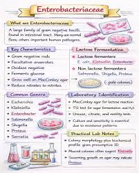 Image result for Enterobacteriaceae
