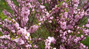 That blooms on a leafless bough.. Dwarf Flowering Almond Plant Care And Growing Guide