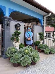 Dulu comel renek je tumbuhnya. Cantik Kan Boleh Jadi Hiasan Kebun Kecil Tepi Rumah Facebook