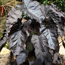 Image result for Colocasia