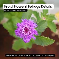 Image result for Centratherum