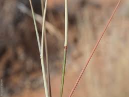 Image result for Aristida stipoides