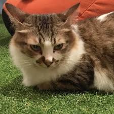 Two years of travel (in photos!) march(5) in the footsteps of bourdain Purradise Cat Cafe Kuala Lumpur Restaurant Bewertungen Telefonnummer Fotos Tripadvisor