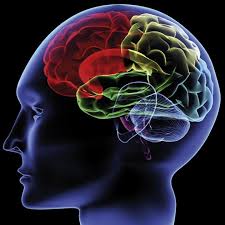 Cervello sano grazie a questi quindici cibi ecco un elenco di cibi da consumare abitualmente per mantenere in forma il cervello. Come Prendersi Cura Del Proprio Cervello Citta Nuova Citta Nuova