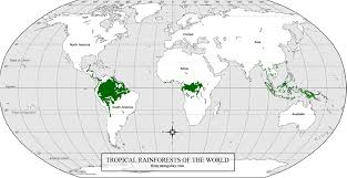Tropical rainforests grow in the hot, wet, humid places near the equator. Rainforest Structure