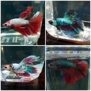 He's a dragon scale betta. Dragonscale Betta Betta Splendens