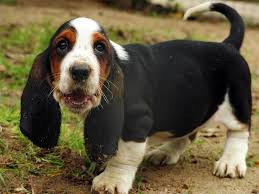 Dogs Photo My Basset Hound Coco Hound Puppies Basset Hound Dog Basset Hound Puppy