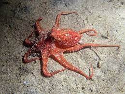The problem is, octopus derives from greek. Did Question 53937 Bangladesh I Am Living In Algeria Facebook