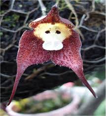 Fwd: The Amazing LORD HANUMAN Orchid,
