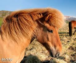 Image result for Brown Pony Jigsaw Puzzle