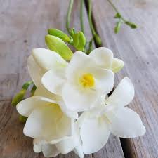 They boast blooms in a wide variety of colors, including white, pink, yellow, lavender, orange and purple. Fragrant White Freesia Bulbs For Sale Online Single White Easy To Grow Bulbs