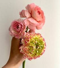 Image result for Ranunculus raeae