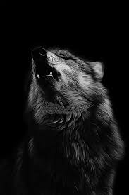 Beautiful Black And White Wolf Pictures Black Howl Wolf Photography Wolf Black And White Wolf Spirit Animal