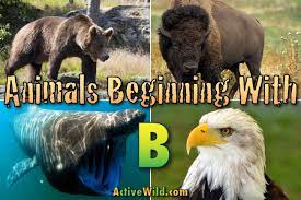 Great for choosing a name for your new puppy. Animals That Start With B List Of Animals Beginning With B Pictures Facts