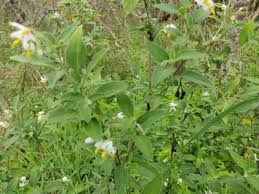 Image result for Solanum chenopodioides