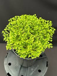 Image result for Selaginella kraussiana