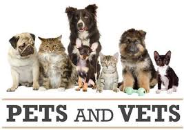 Our clinic is focused on making you and your pet as comfortable as possible any time that you are visiting. Pets And Vets Veterinaria Home Facebook