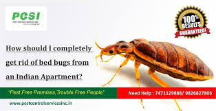 Why should you get rid of bed bugs? Bed Bug Control Completely Get Rid Of Bed Bugs From An Indian Apartment