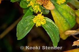 Image result for Flaveria trinervia