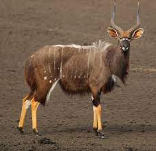 Spiral horn is a screaming antelope resource introduced in the kingdom death: Nyala Wikipedia
