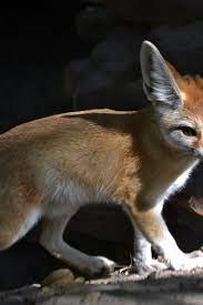Fennec Fox National Geographic
