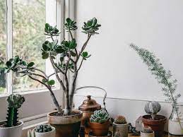 How to use succulent in a sentence. How To Care For Succulents And Not Kill Them 9 Plant Care Tips Architectural Digest